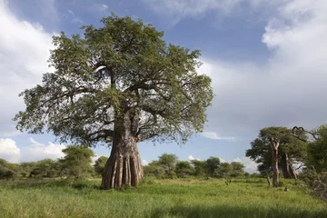 Fotobehang Baobab Baobabboom in Afrikaans landschap