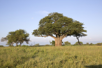 Baobab dans le paysage africain