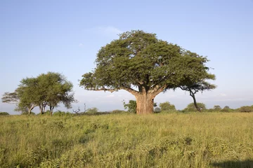 Papier Peint photo autocollant Baobab Baobab dans le paysage africain