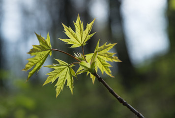 spring maple leaves