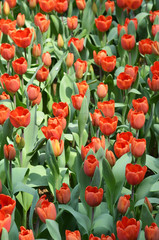 Tulips in spring