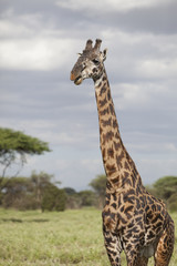 Giraffe bull in african landscape 