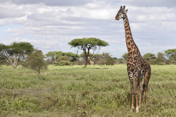 Giraffe bull in african landscape 