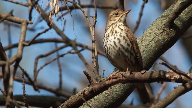  singing thrush in the wood in the spring.  fotage with a sound 