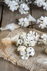 Fototapeta na wymiar Quail eggs, flowers and feather