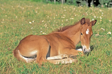 Naklejka na ściany i meble Quarter Horse Foal resting in flower meadow