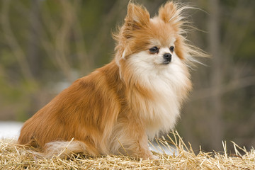 Pommeranian sitting on strawbale, portrait