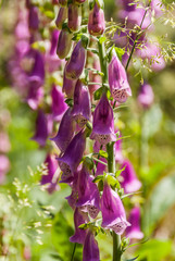 Fingerhut - Digitalis