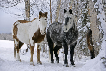 Paint Horse and Gray Quarterhorse standing together at winter pasture.