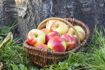 fresh apples in a basket