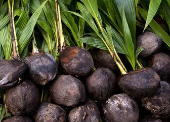 young coconut for cultivating