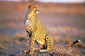Cheetah ( Asinonyx jubatus ) sitting in Savannah, late afternoon sunlight - obrazy, fototapety, plakaty