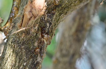resin flow on tree in garden