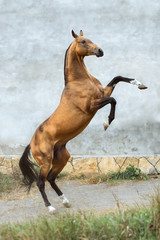 Golden bay akhal-teke horse stallion rearing up on the grey wall