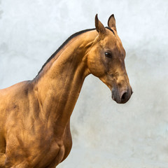 Golden bay akhal-teke horse stallion on the grey wall background