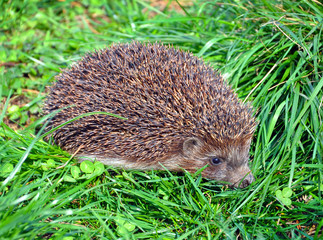 hedgehog in the grass close-up