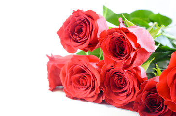 red roses in white background