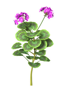 3D Illustration Purple Geranium on White