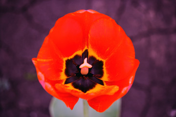 Obraz premium Tulips On Grass In Sunny Meadow With Sunbeam