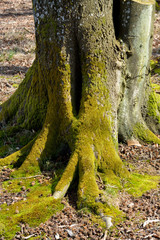 mossy tree trunk