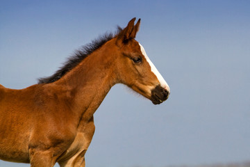 Beautiful bay foal on spring  pasture