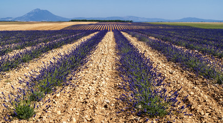 Obraz premium Plateau de Valensole (Provence), lavender