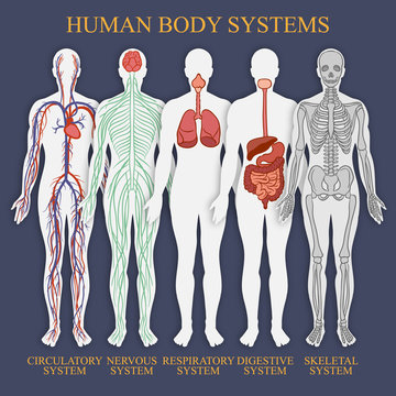 The human muscular system