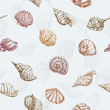 pattern of the sea shells 
