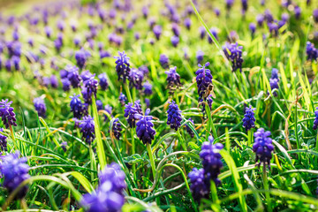 Glade of blue flowers in spring