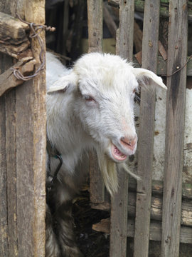 Cute white goat peeping from behind the fence