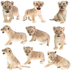bébé lion (Panthera leo) isolé