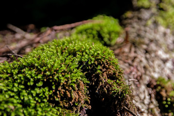 Moos auf einem Baumstamm im Wald