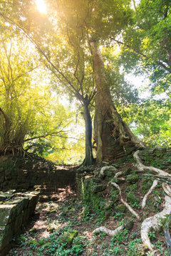 The sun shines in the forest next to Baphuon in the temple complex of Angkor Wat, Siem Reap, Cambodia