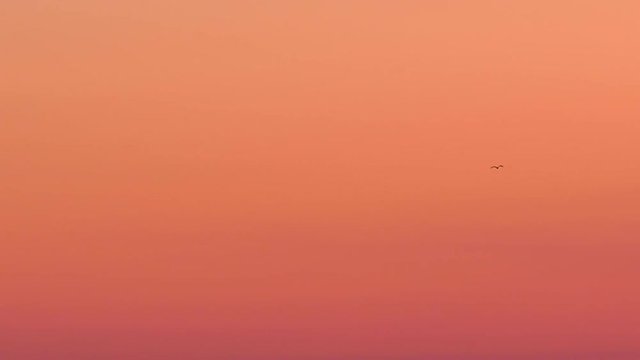 A lone bird (seagull silhouette) is flying against a beautiful, orange / yellow / red burning sky right at sunset. 

Location: Lund, Sweden, Scandinavia, Northern Europe.

