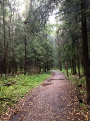 Тропинка в осеннем дождливом лесу.