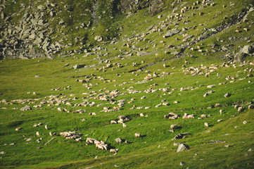 Naklejka premium Sheep and Stones
