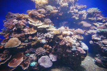 Underwater Tropical Background