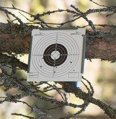 target on a branch