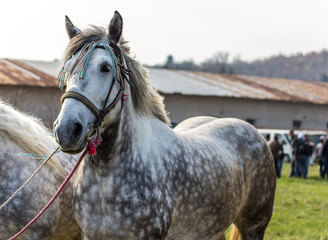 Two white horses