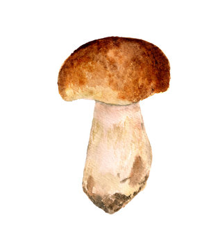 Boletus edilus mushroom