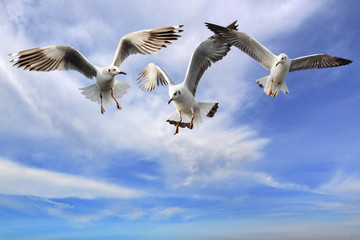 Seagulls flying among blue sky