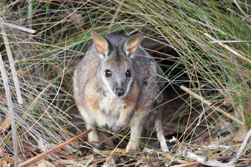 Derbywallaby (Macropus eugenii)