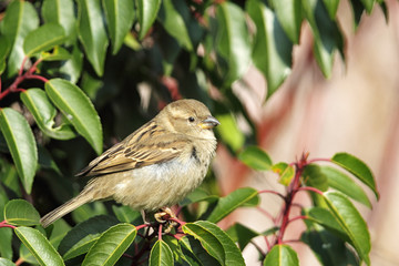 Haussperling (Passer domesticus)