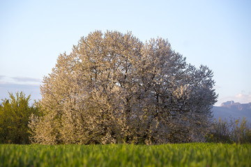 Naklejka premium Large tree of Wild Cherry blossom in the Lombardy countryside, in Italy.