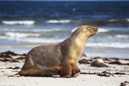 Australischer Seel&ouml;we (Neophoca cinerea)