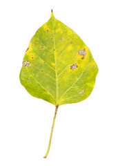 leaf on a white background