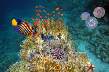 Fototapeta na wymiar Underwater scene, showing different colorful fishes swimming