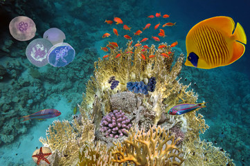 Naklejka premium Underwater scene, showing different colorful fishes swimming