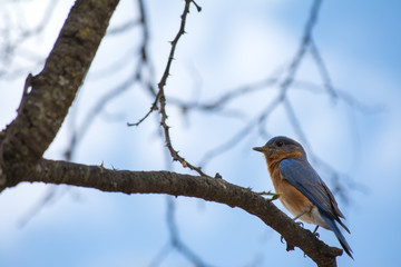 El pájaro sube por la rama seca.