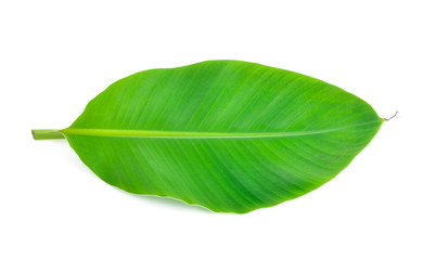 Fototapeta premium banana leaf